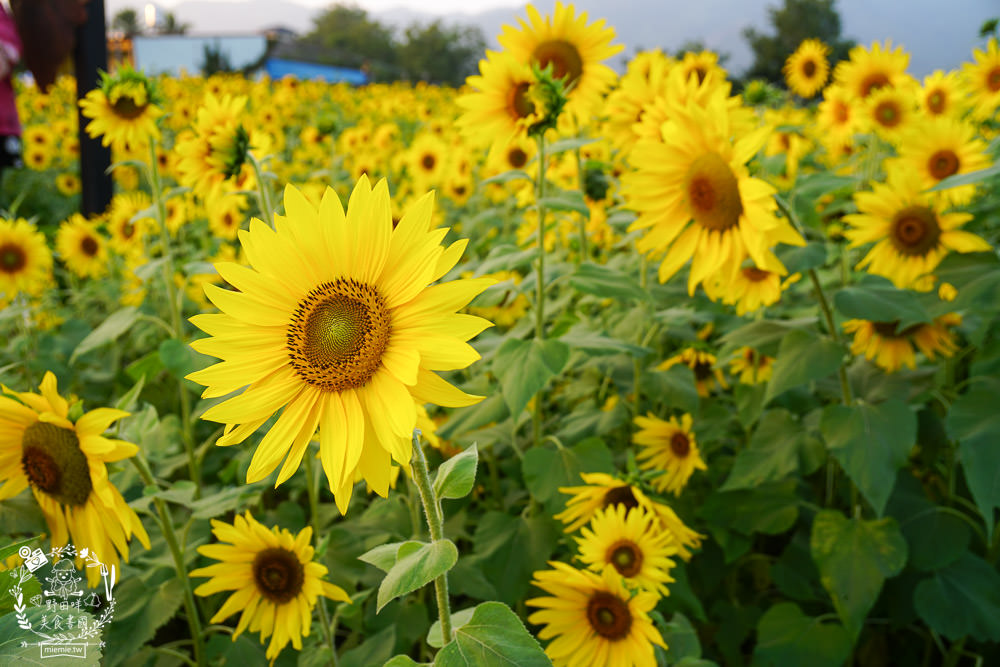 2025美濃花海|高雄色彩絢麗的繽紛浪漫花海!超好拍的七彩巨椅+兔兔藝術裝置!向日葵+百日草+大波斯菊等絢爛花海~