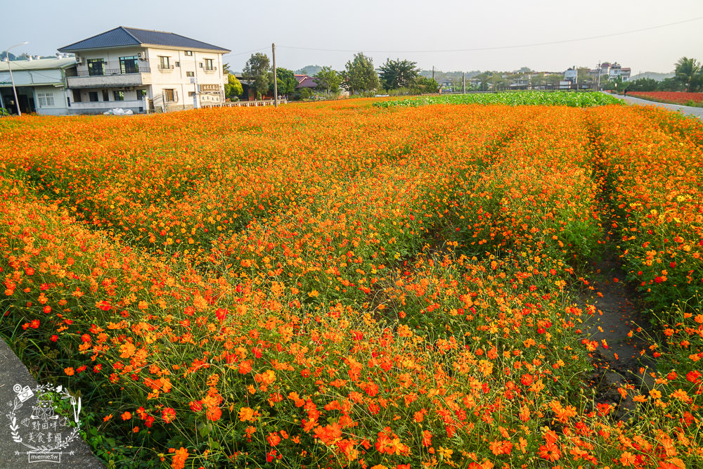 2025美濃花海|高雄色彩絢麗的繽紛浪漫花海!超好拍的七彩巨椅+兔兔藝術裝置!向日葵+百日草+大波斯菊等絢爛花海~