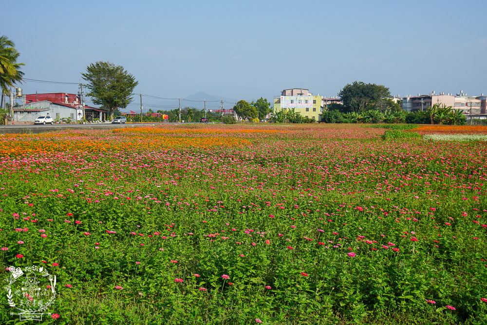 2025美濃花海|高雄色彩絢麗的繽紛浪漫花海!超好拍的七彩巨椅+兔兔藝術裝置!向日葵+百日草+大波斯菊等絢爛花海~