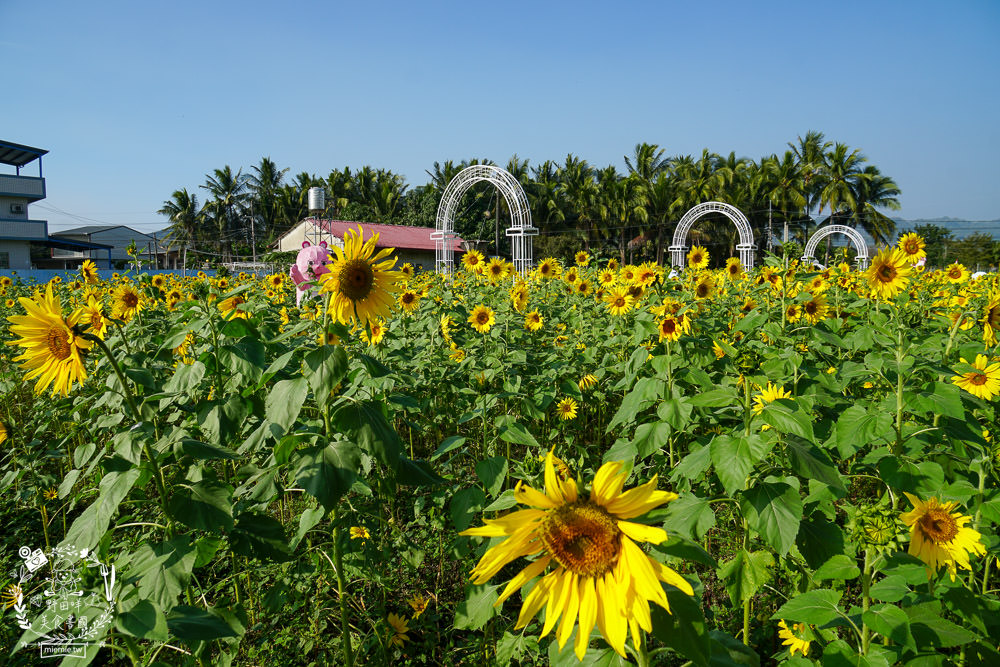 2025美濃花海|高雄色彩絢麗的繽紛浪漫花海!超好拍的七彩巨椅+兔兔藝術裝置!向日葵+百日草+大波斯菊等絢爛花海~