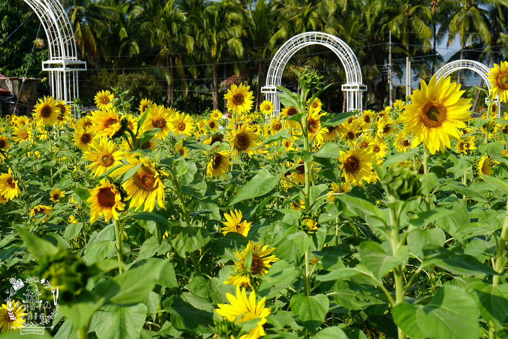 2025美濃花海|高雄色彩絢麗的繽紛浪漫花海!超好拍的七彩巨椅+兔兔藝術裝置!向日葵+百日草+大波斯菊等絢爛花海~