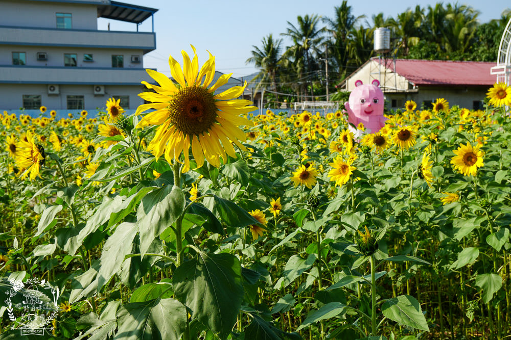 2025美濃花海|高雄色彩絢麗的繽紛浪漫花海!超好拍的七彩巨椅+兔兔藝術裝置!向日葵+百日草+大波斯菊等絢爛花海~