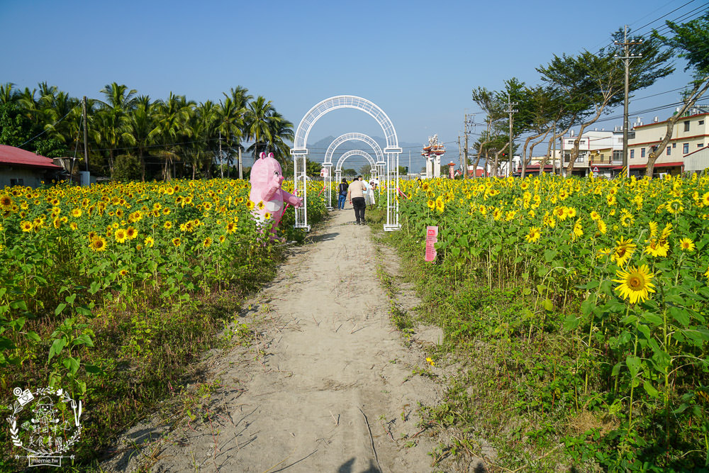 2025美濃花海|高雄色彩絢麗的繽紛浪漫花海!超好拍的七彩巨椅+兔兔藝術裝置!向日葵+百日草+大波斯菊等絢爛花海~