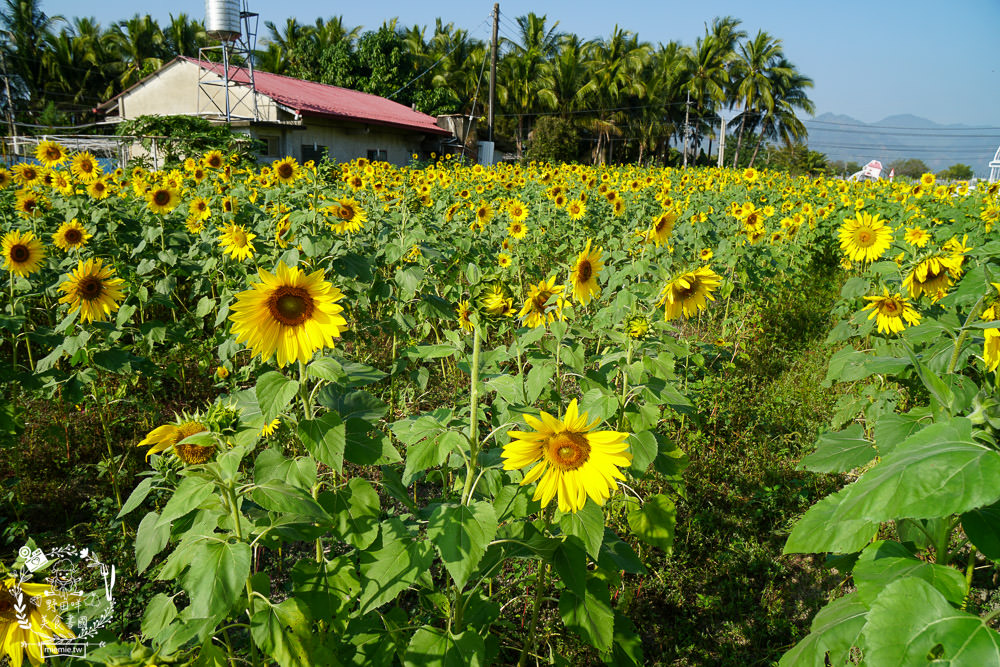 2025美濃花海|高雄色彩絢麗的繽紛浪漫花海!超好拍的七彩巨椅+兔兔藝術裝置!向日葵+百日草+大波斯菊等絢爛花海~