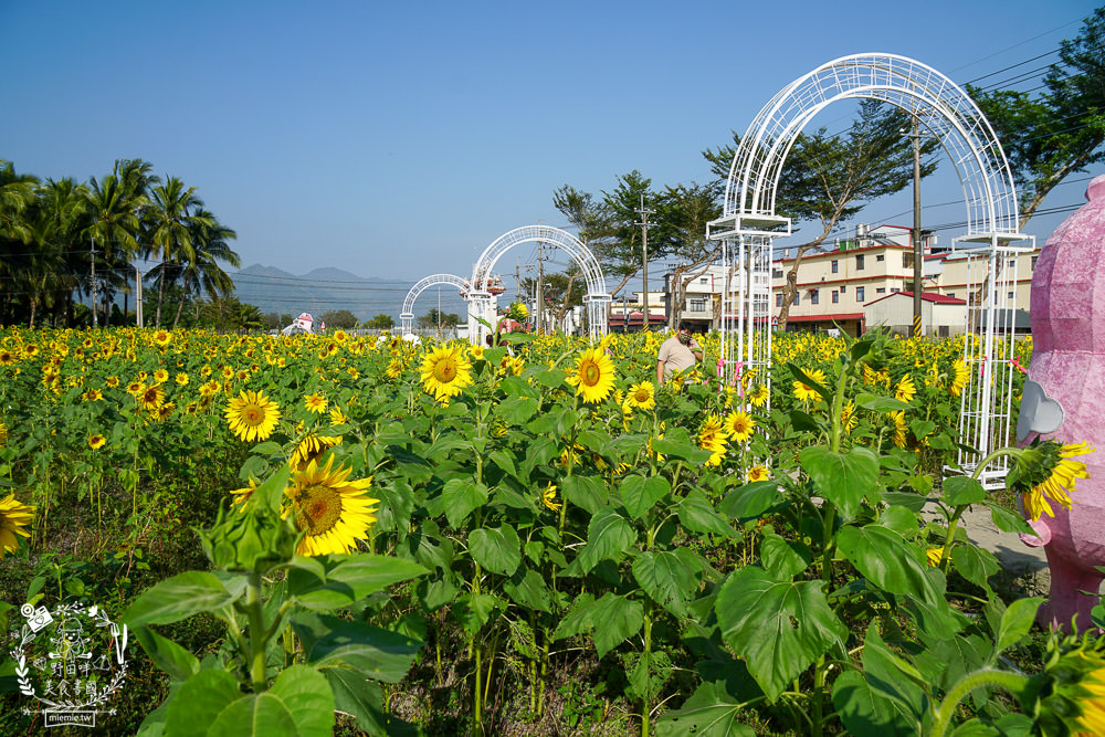 2025美濃花海|高雄色彩絢麗的繽紛浪漫花海!超好拍的七彩巨椅+兔兔藝術裝置!向日葵+百日草+大波斯菊等絢爛花海~