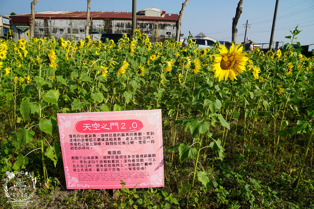 2025美濃花海|高雄色彩絢麗的繽紛浪漫花海!超好拍的七彩巨椅+兔兔藝術裝置!向日葵+百日草+大波斯菊等絢爛花海~