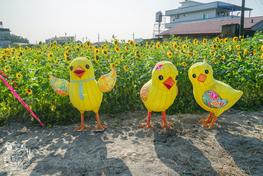 2025美濃花海|高雄色彩絢麗的繽紛浪漫花海!超好拍的七彩巨椅+兔兔藝術裝置!向日葵+百日草+大波斯菊等絢爛花海~
