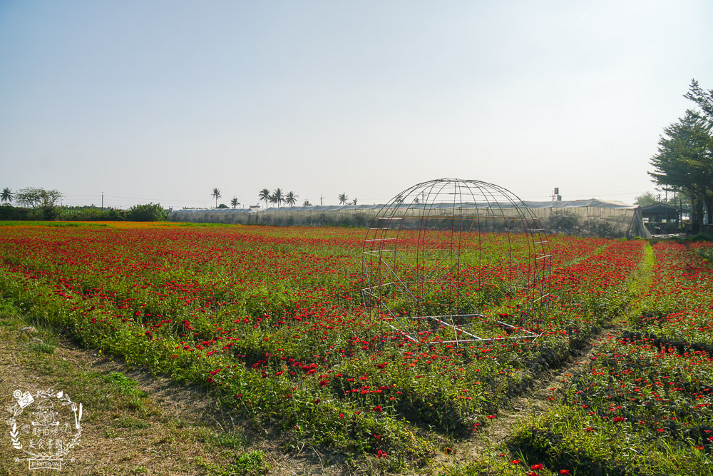 2025美濃花海|高雄色彩絢麗的繽紛浪漫花海!超好拍的七彩巨椅+兔兔藝術裝置!向日葵+百日草+大波斯菊等絢爛花海~