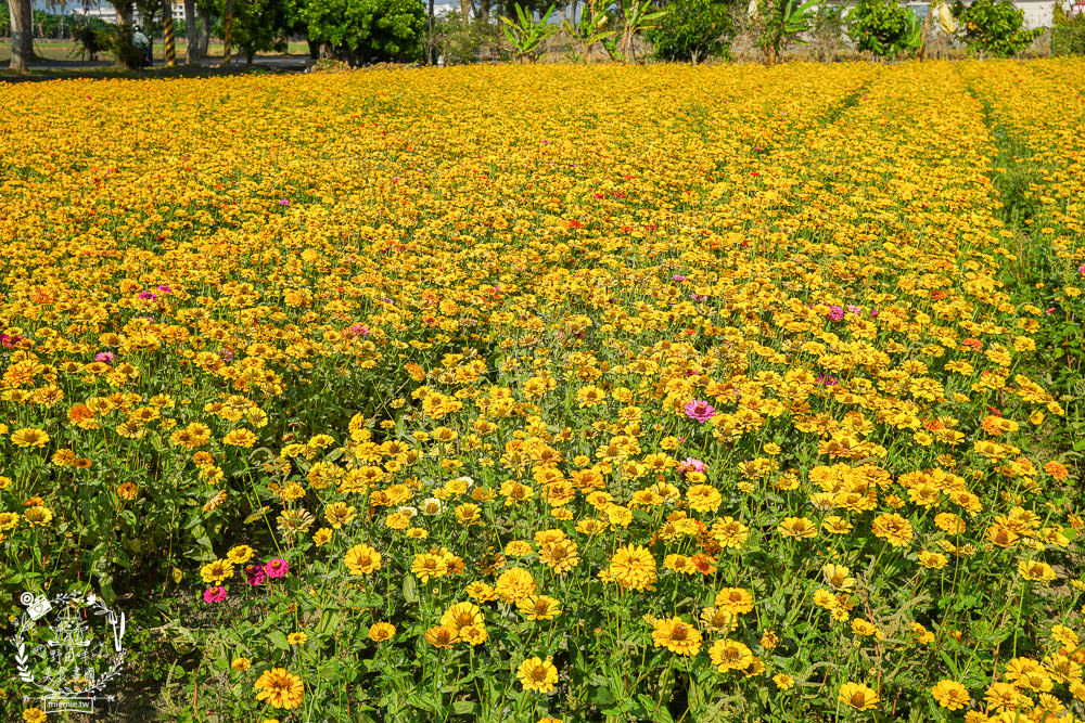 2025美濃花海|高雄色彩絢麗的繽紛浪漫花海!超好拍的七彩巨椅+兔兔藝術裝置!向日葵+百日草+大波斯菊等絢爛花海~