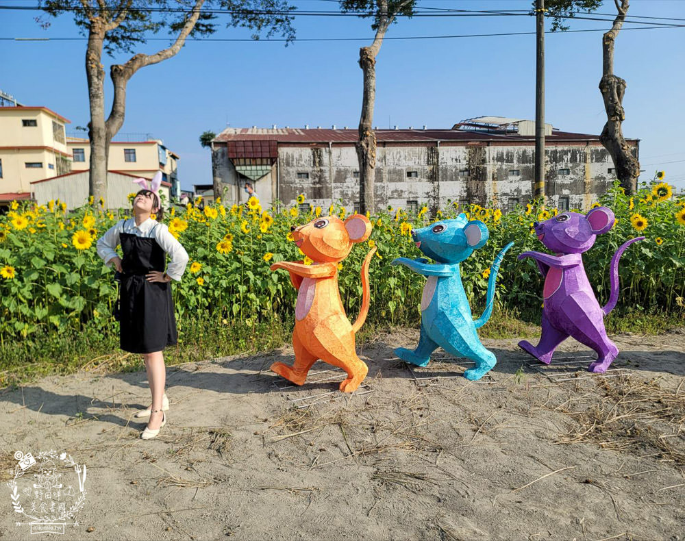 2025美濃花海|高雄色彩絢麗的繽紛浪漫花海!超好拍的七彩巨椅+兔兔藝術裝置!向日葵+百日草+大波斯菊等絢爛花海~