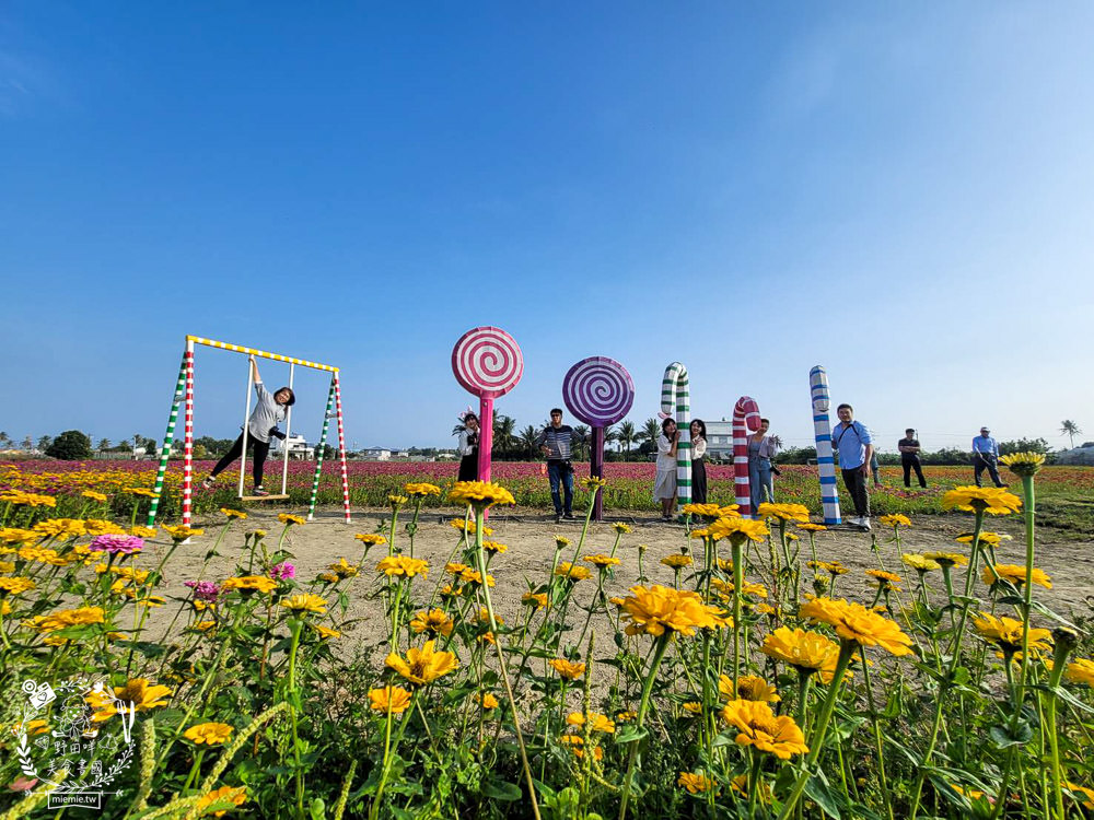 2025美濃花海|高雄色彩絢麗的繽紛浪漫花海!超好拍的七彩巨椅+兔兔藝術裝置!向日葵+百日草+大波斯菊等絢爛花海~