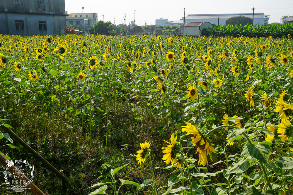 2025美濃花海|高雄色彩絢麗的繽紛浪漫花海!超好拍的七彩巨椅+兔兔藝術裝置!向日葵+百日草+大波斯菊等絢爛花海~