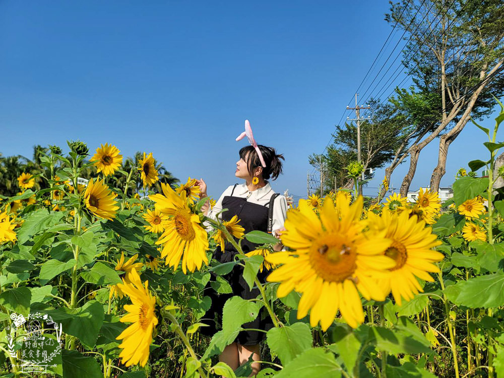 2025美濃花海|高雄色彩絢麗的繽紛浪漫花海!超好拍的七彩巨椅+兔兔藝術裝置!向日葵+百日草+大波斯菊等絢爛花海~