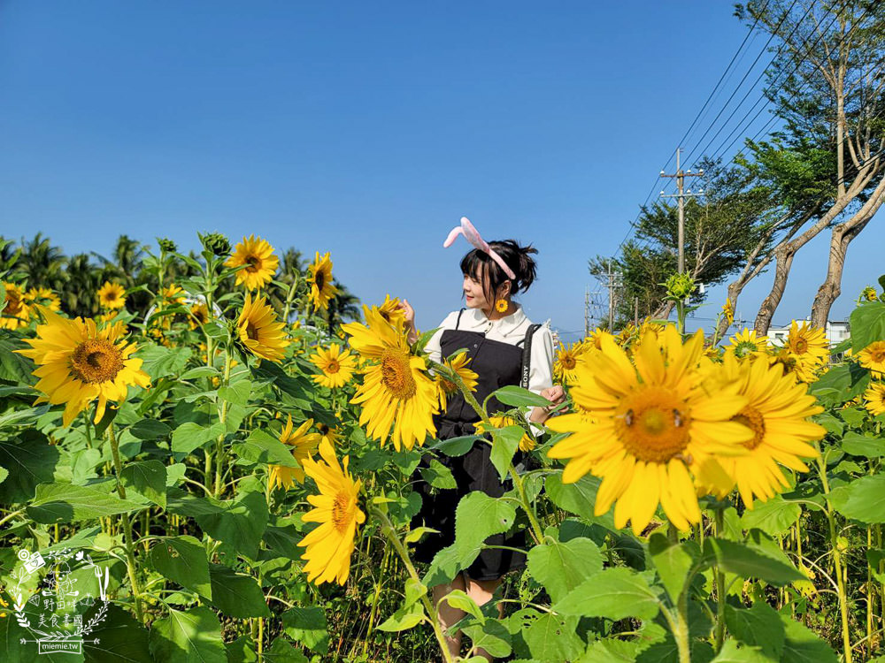 2025美濃花海|高雄色彩絢麗的繽紛浪漫花海!超好拍的七彩巨椅+兔兔藝術裝置!向日葵+百日草+大波斯菊等絢爛花海~