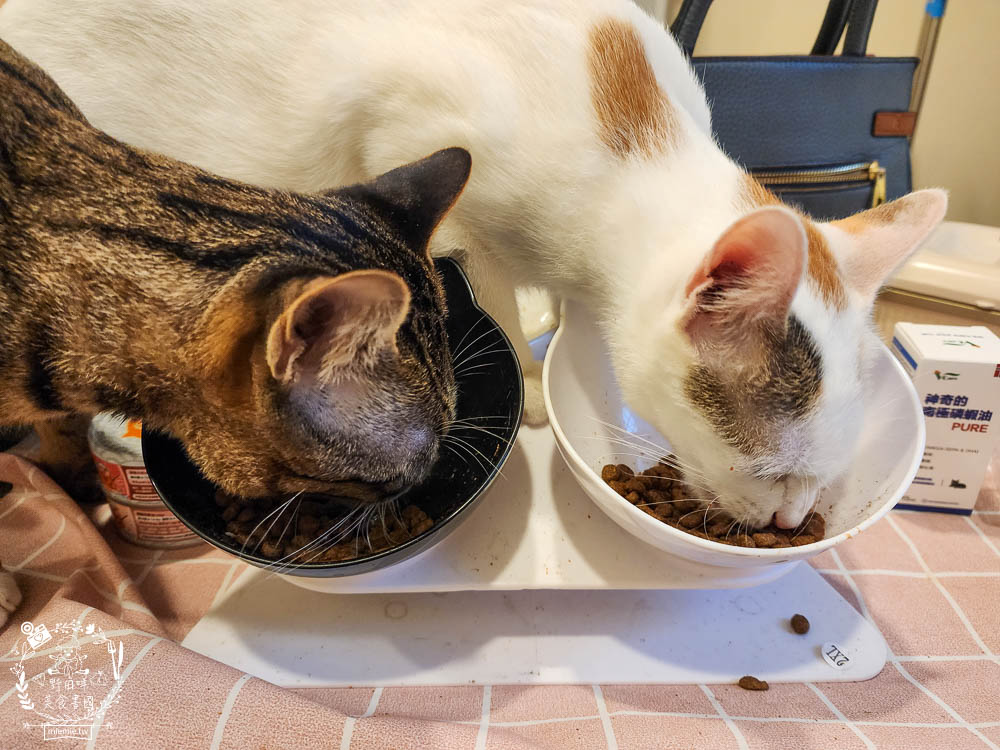 肉球世界適口性與營養含量極高的AK南極磷蝦X雞肉凍乾無穀貓糧+VCARE神奇的南極磷蝦油+鮮味大絲肉絲主食罐