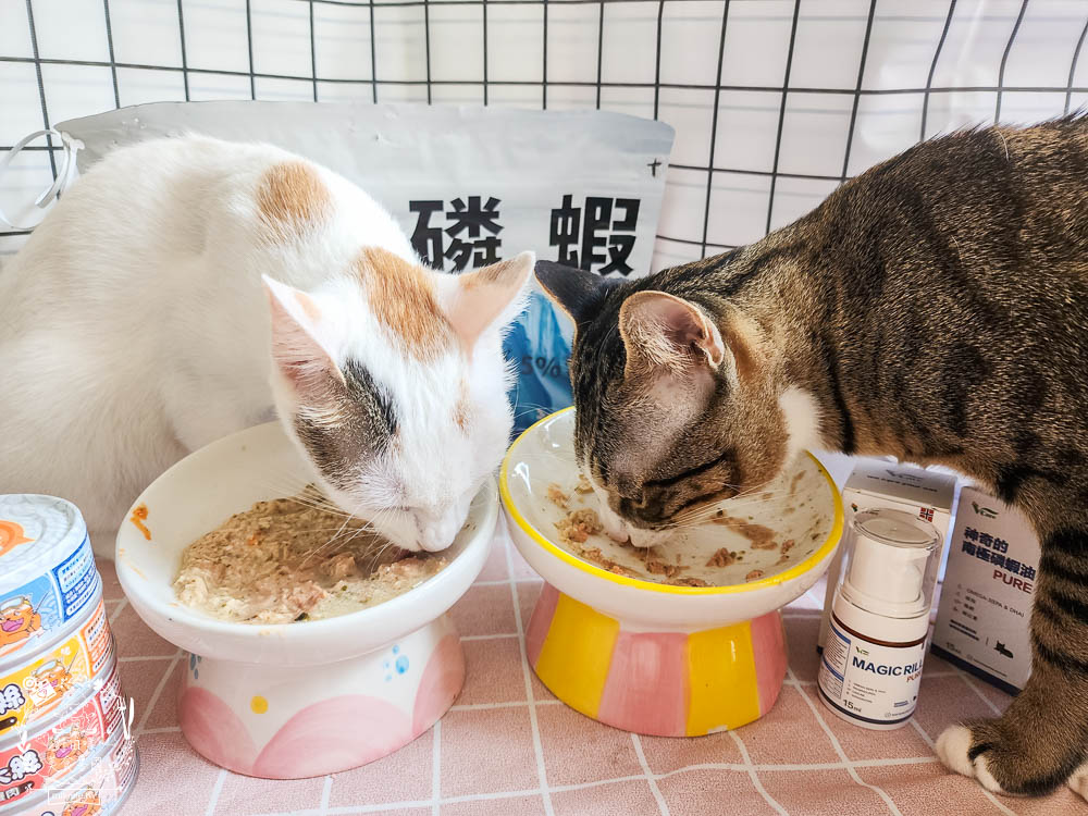 肉球世界適口性與營養含量極高的AK南極磷蝦X雞肉凍乾無穀貓糧+VCARE神奇的南極磷蝦油+鮮味大絲肉絲主食罐