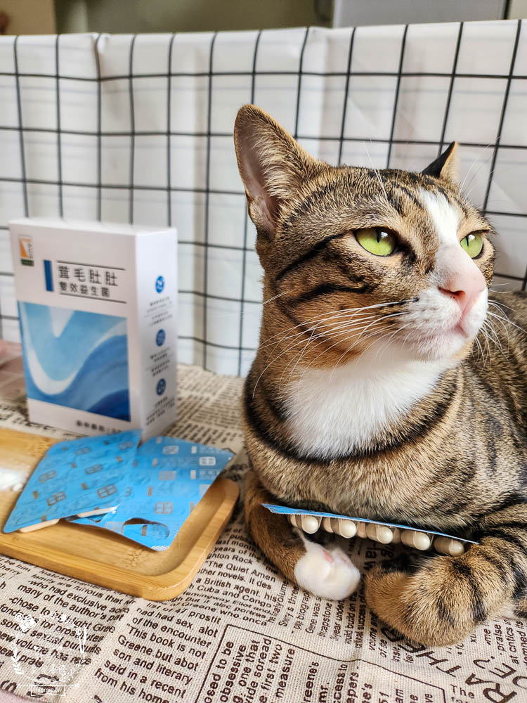 貓咪益生菌開箱|和樂茸茸Pawsitive茸毛肚肚雙效益生菌|貓咪保健品牌分享|一顆抵四瓶補足貓咪每日胺基酸!