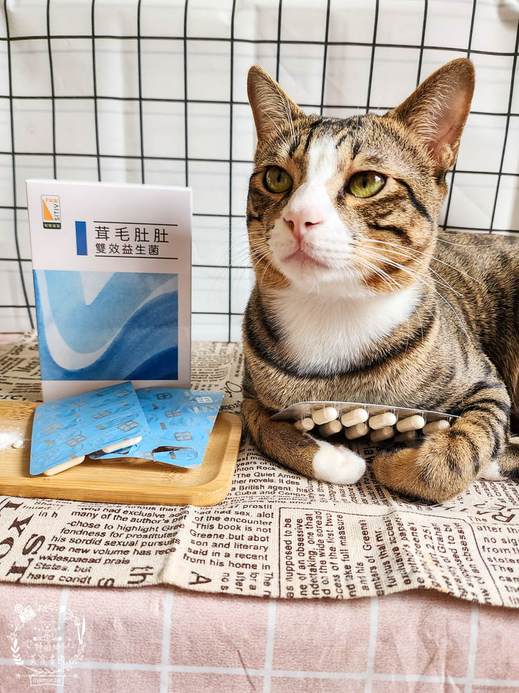 貓咪益生菌開箱|和樂茸茸Pawsitive茸毛肚肚雙效益生菌|貓咪保健品牌分享|一顆抵四瓶補足貓咪每日胺基酸!