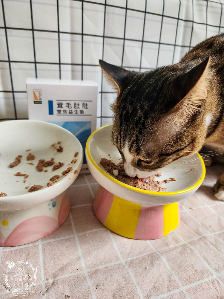 貓咪益生菌開箱|和樂茸茸Pawsitive茸毛肚肚雙效益生菌|貓咪保健品牌分享|一顆抵四瓶補足貓咪每日胺基酸!