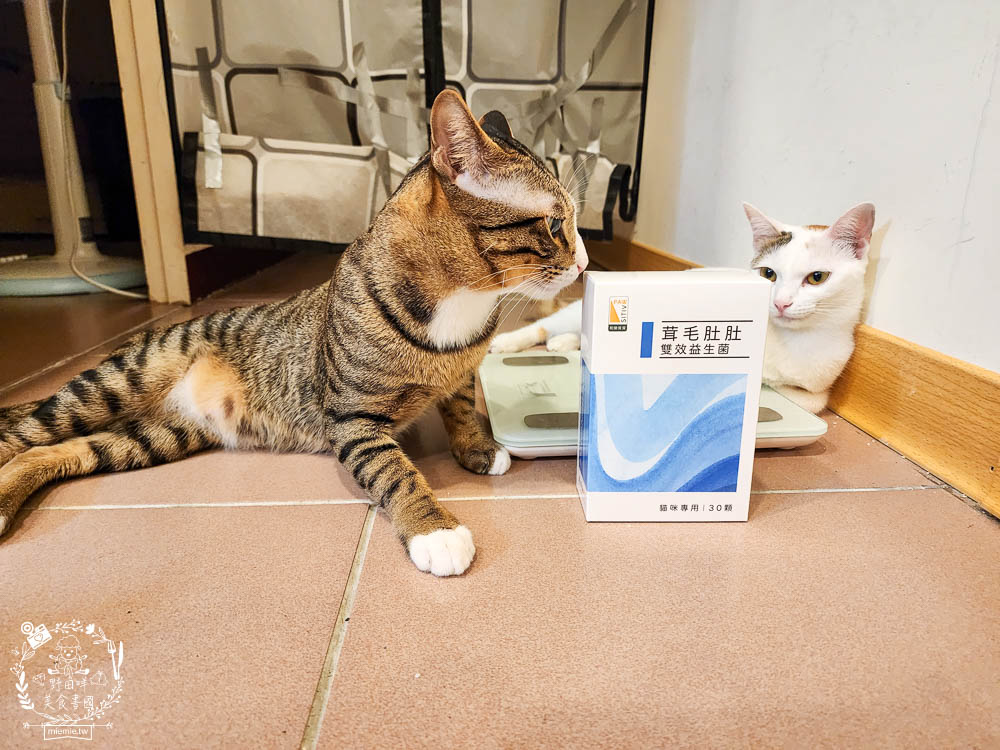 貓咪益生菌開箱|和樂茸茸Pawsitive茸毛肚肚雙效益生菌|貓咪保健品牌分享|一顆抵四瓶補足貓咪每日胺基酸!