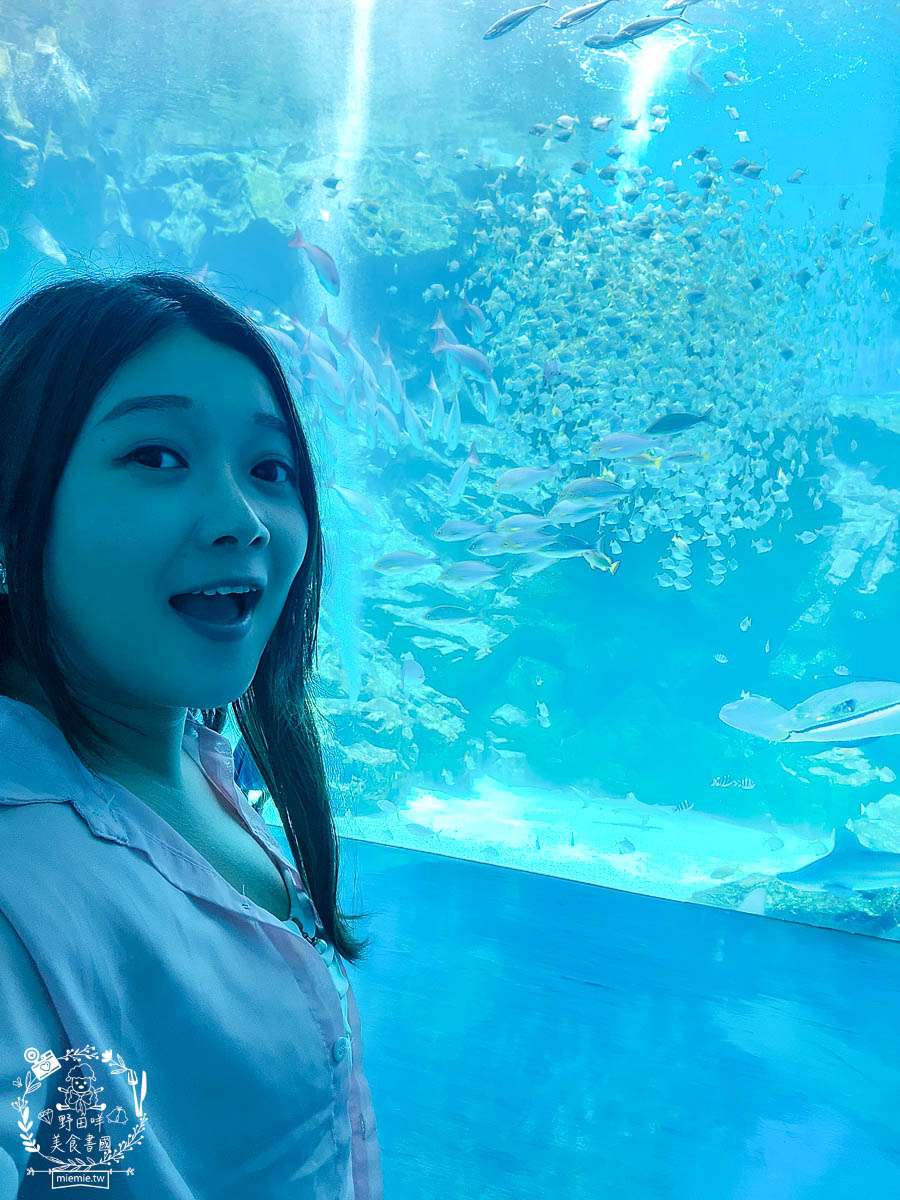 卡娜赫拉彩繪高鐵列車體驗!買高鐵假期送免費住宿?超好玩的Xpark有企鵝水母跟海豹可以玩整天!