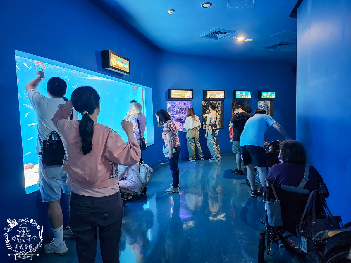 X park桃園水族館推薦|超壯觀絕美的好和水族箱!還有可愛企鵝、海豹、水母與海獅跟老鷹表演? - 第14張圖 X park桃園水族館推薦|超壯觀絕美的好和水族箱!還有可愛企鵝、海豹、水母與海獅跟老鷹表演?