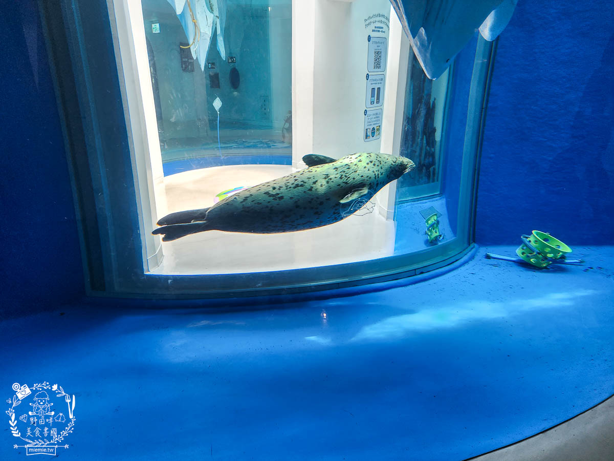 X park桃園水族館推薦|超壯觀絕美的好和水族箱!還有可愛企鵝、海豹、水母與海獅跟老鷹表演? - 第16張圖 X park桃園水族館推薦|超壯觀絕美的好和水族箱!還有可愛企鵝、海豹、水母與海獅跟老鷹表演?