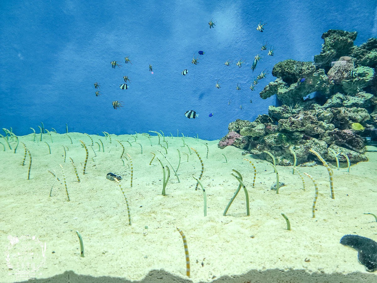 X park桃園水族館推薦|超壯觀絕美的好和水族箱!還有可愛企鵝、海豹、水母與海獅跟老鷹表演? - 第5張圖 X park桃園水族館推薦|超壯觀絕美的好和水族箱!還有可愛企鵝、海豹、水母與海獅跟老鷹表演?