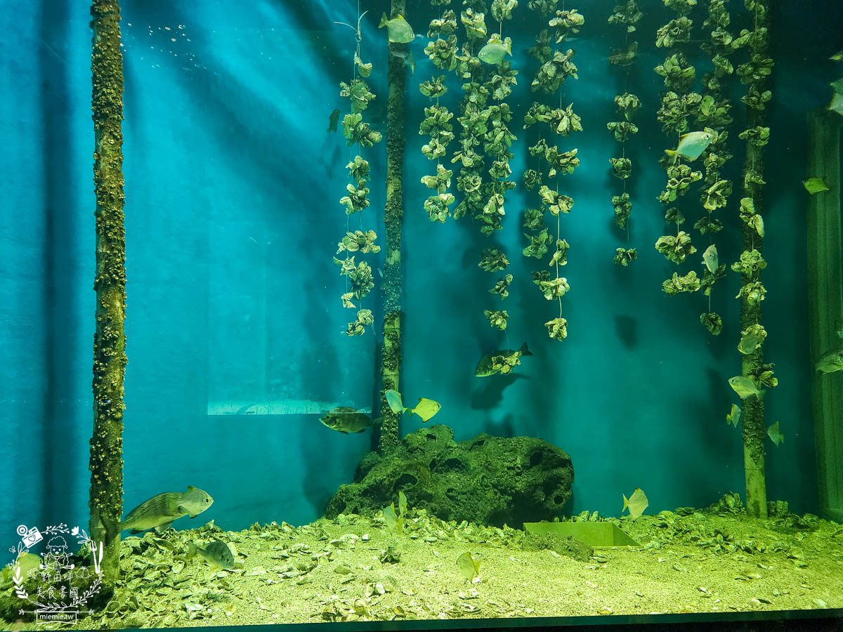 X park桃園水族館推薦|超壯觀絕美的好和水族箱!還有可愛企鵝、海豹、水母與海獅跟老鷹表演? - 第6張圖 X park桃園水族館推薦|超壯觀絕美的好和水族箱!還有可愛企鵝、海豹、水母與海獅跟老鷹表演?