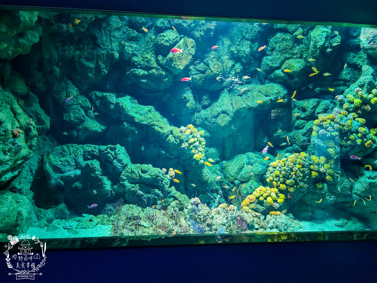 Xpark桃園水族館推薦 10