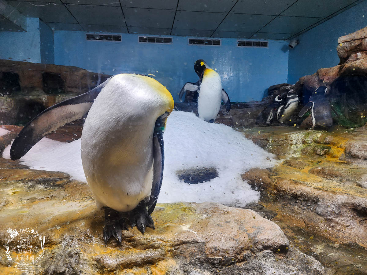 Xpark桃園水族館推薦 102