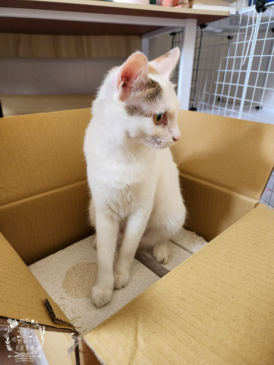 喵皇奴SUPURE超殼以條型豆腐砂|凝結力超強又超除臭的貓咪豆腐砂推薦!超強貓咪豆腐砂推薦！