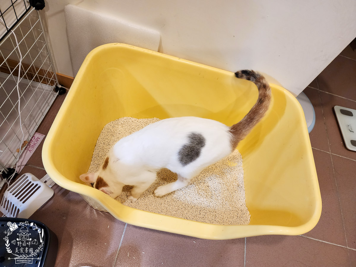 喵皇奴SUPURE超殼以條型豆腐砂|凝結力超強又超除臭的貓咪豆腐砂推薦!超強貓咪豆腐砂推薦！