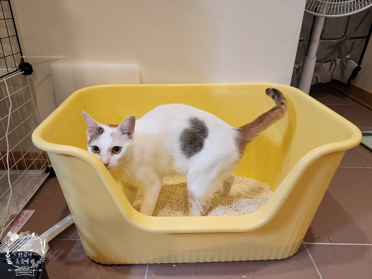 喵皇奴SUPURE超殼以條型豆腐砂|凝結力超強又超除臭的貓咪豆腐砂推薦!超強貓咪豆腐砂推薦！