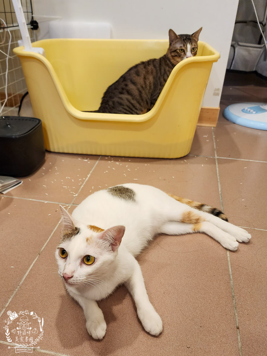 喵皇奴SUPURE超殼以條型豆腐砂|凝結力超強又超除臭的貓咪豆腐砂推薦!超強貓咪豆腐砂推薦！