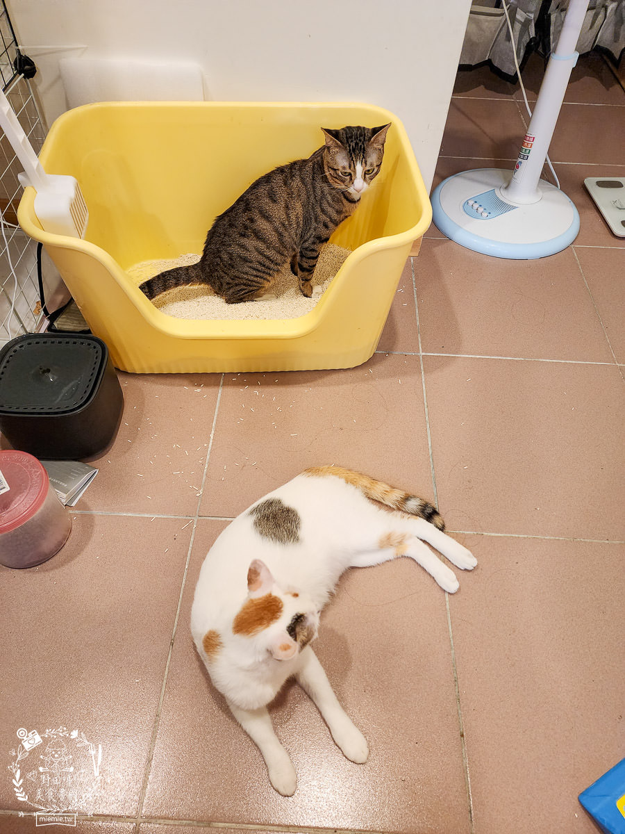 喵皇奴SUPURE超殼以條型豆腐砂|凝結力超強又超除臭的貓咪豆腐砂推薦!超強貓咪豆腐砂推薦！