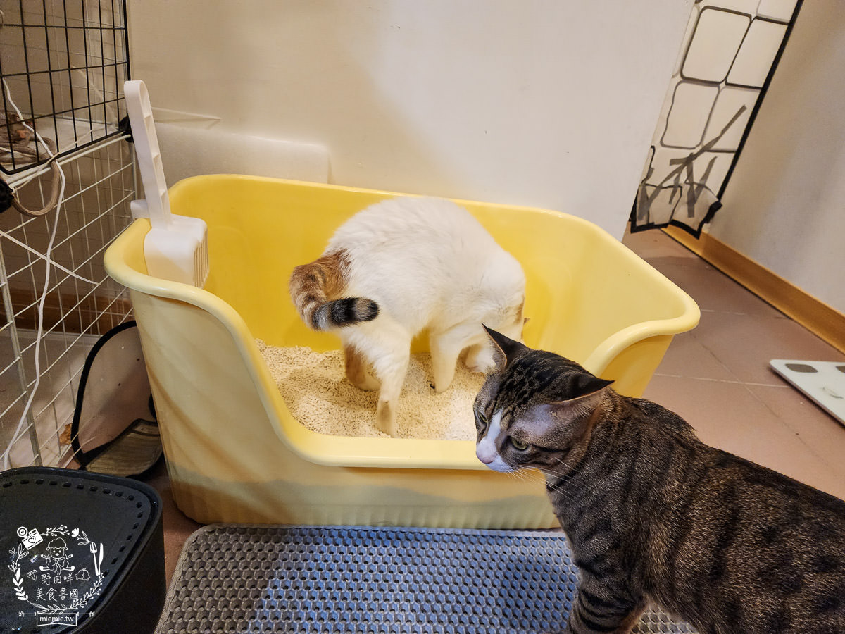 喵皇奴SUPURE超殼以條型豆腐砂|凝結力超強又超除臭的貓咪豆腐砂推薦!超強貓咪豆腐砂推薦！