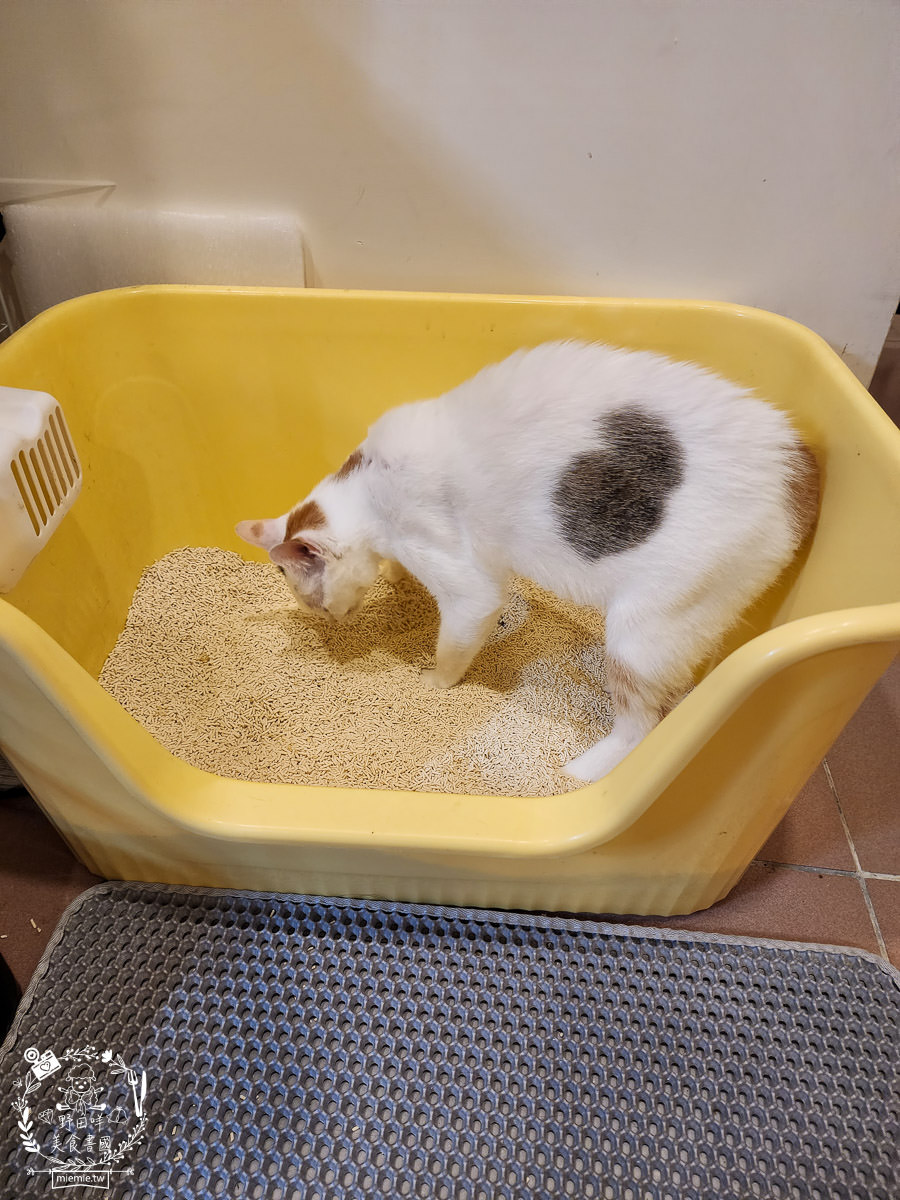 喵皇奴SUPURE超殼以條型豆腐砂|凝結力超強又超除臭的貓咪豆腐砂推薦!超強貓咪豆腐砂推薦！