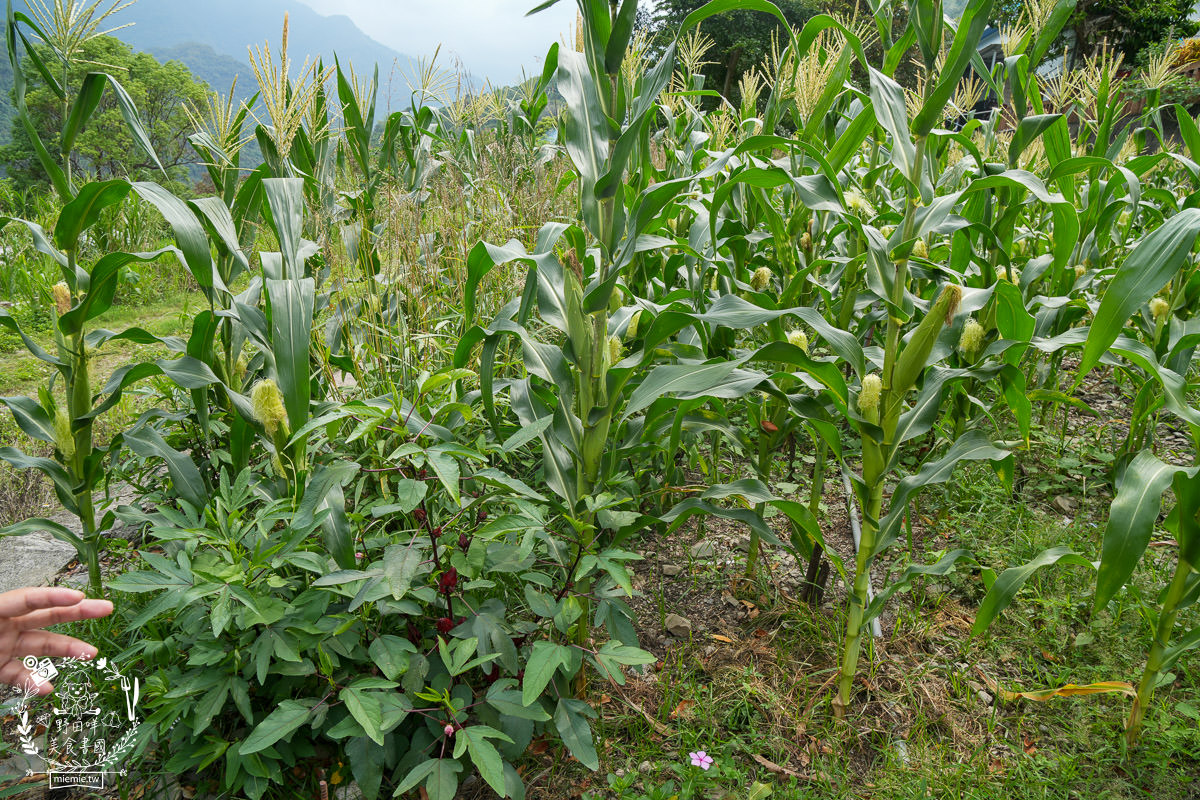 茂林景點推薦[萬山部落人文歷史]全台獨一無二的岩雕遺存！健康的減糖餅乾超好吃！