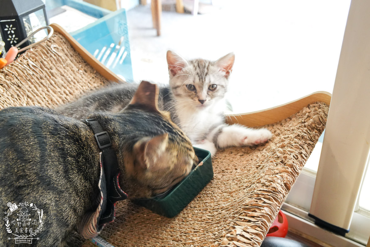 高雄貓咪咖啡廳[如如貓法式三明治]料豐味美的超澎湃法式三明治!還有貓咪陪吃超幸福！