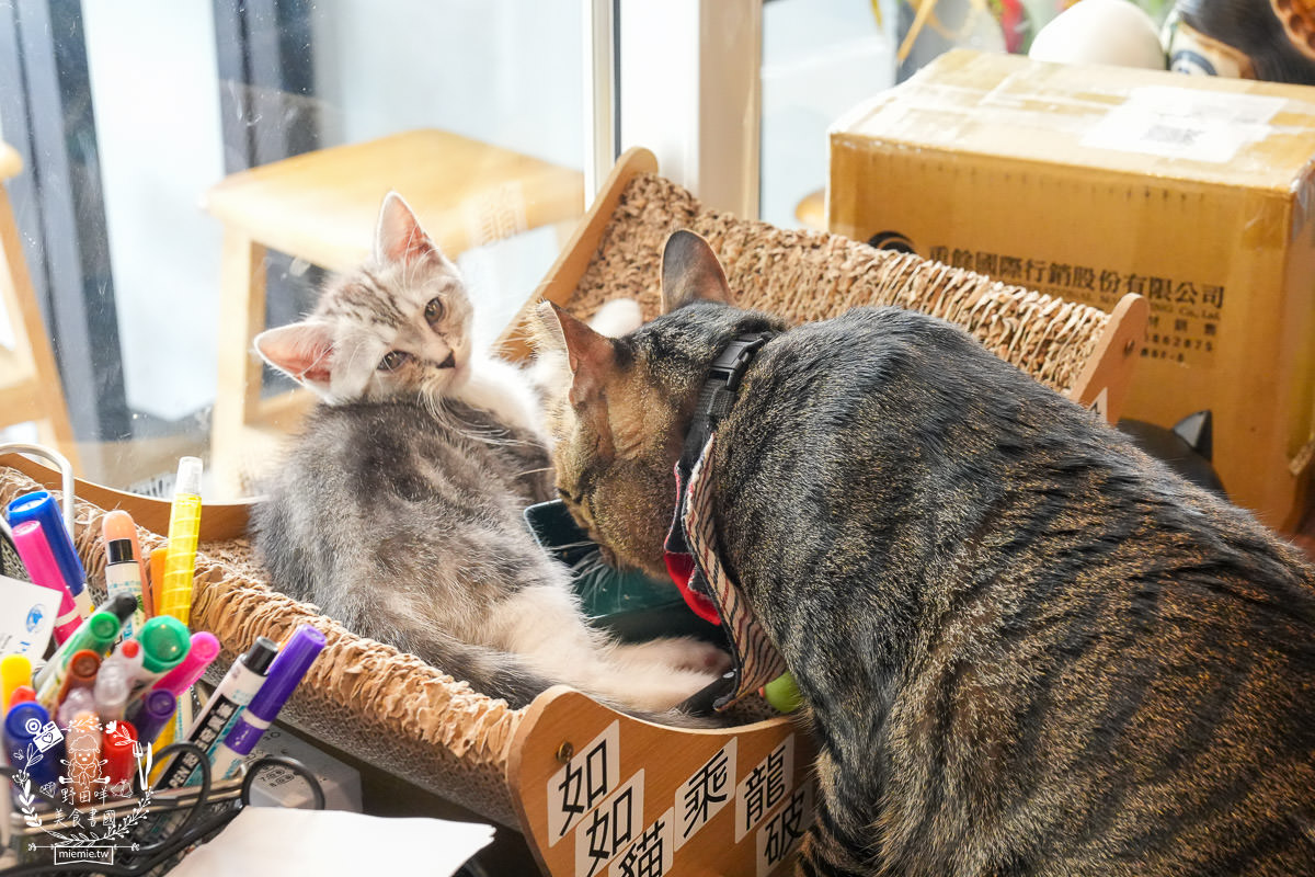 高雄貓咪咖啡廳[如如貓法式三明治]料豐味美的超澎湃法式三明治!還有貓咪陪吃超幸福！