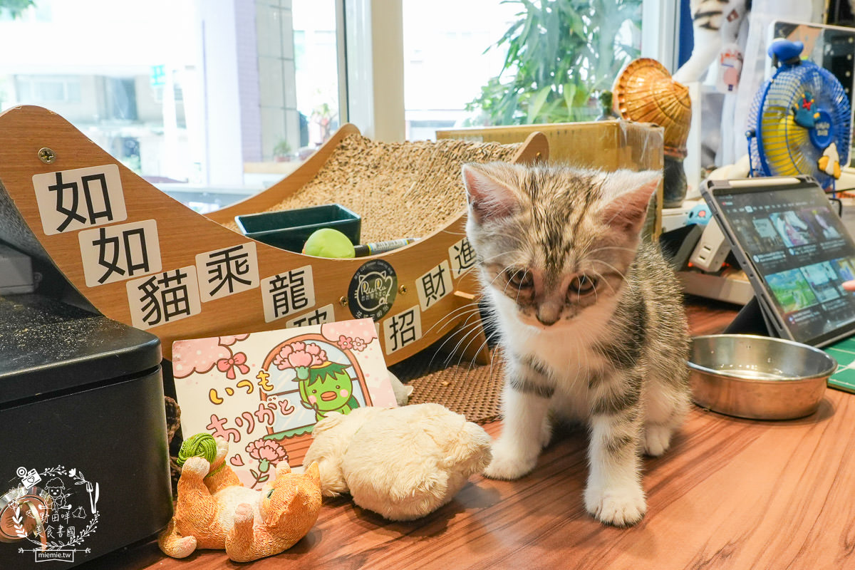 高雄貓咪咖啡廳[如如貓法式三明治]料豐味美的超澎湃法式三明治!還有貓咪陪吃超幸福！