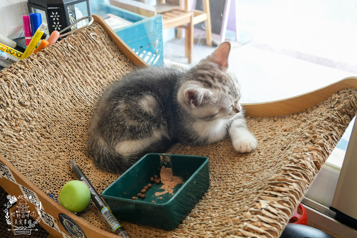 高雄貓咪咖啡廳[如如貓法式三明治]料豐味美的超澎湃法式三明治!還有貓咪陪吃超幸福！