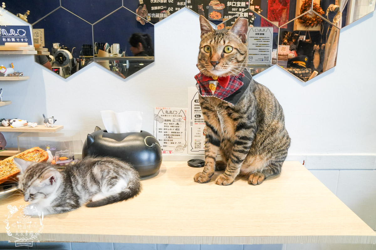 高雄貓咪咖啡廳[如如貓法式三明治]料豐味美的超澎湃法式三明治!還有貓咪陪吃超幸福！