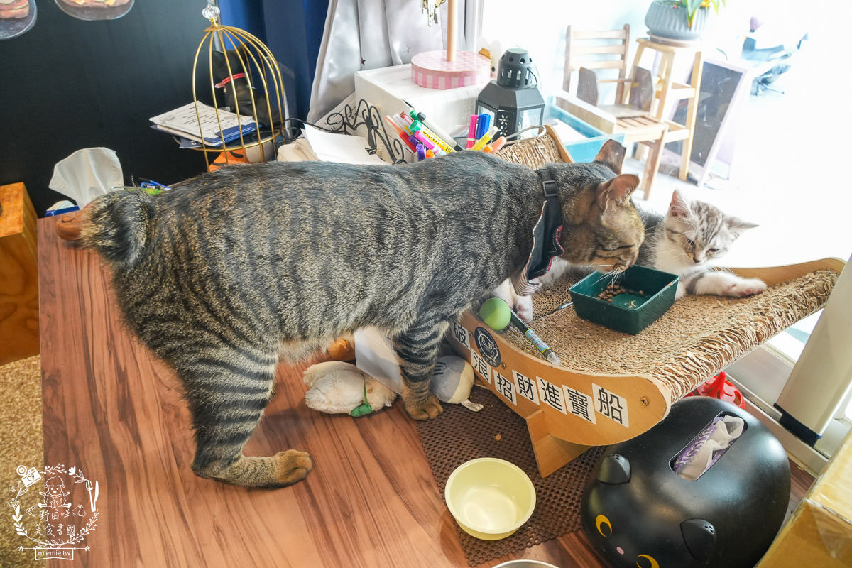 高雄貓咪咖啡廳[如如貓法式三明治]料豐味美的超澎湃法式三明治!還有貓咪陪吃超幸福！