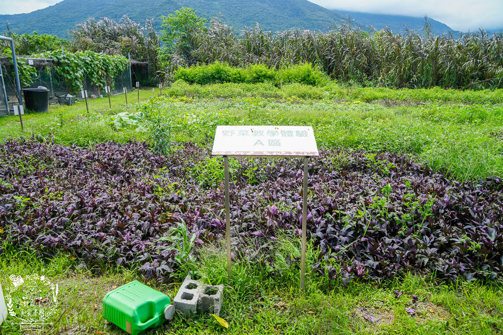 櫻の田野養生休閒農莊|超繽紛的野菜自助吧吃到飽！還有多種主餐跟飲料吧無限供應！