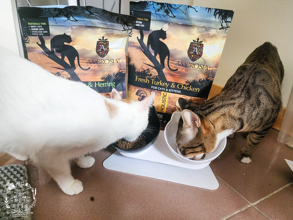 2024飼料推薦[王品寵物安柏希雅飼料評價]適口性極高的低敏無穀飼料貓糧推薦!