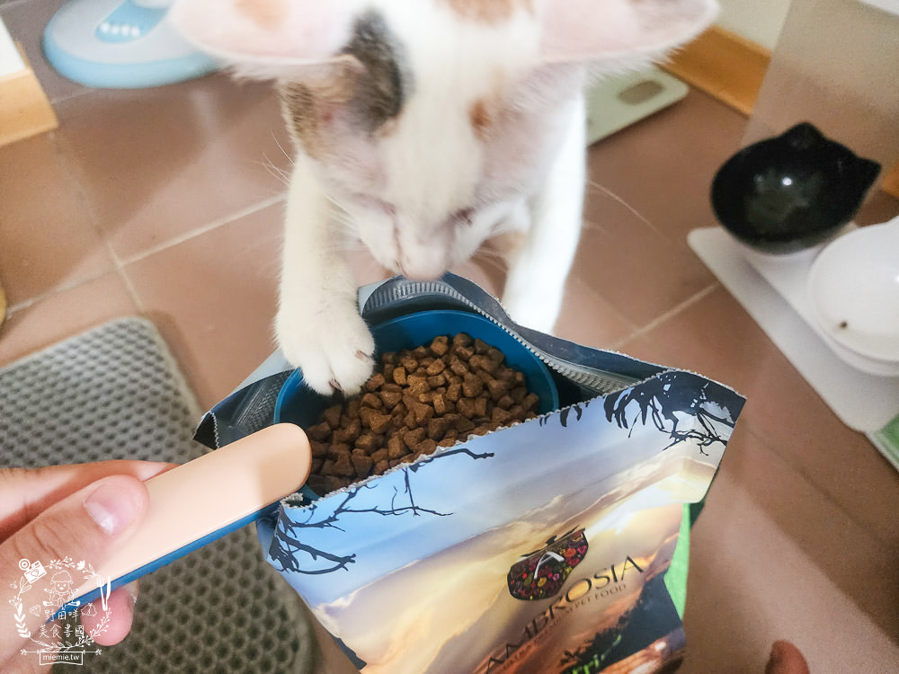 2024飼料推薦[王品寵物安柏希雅飼料評價]適口性極高的低敏無穀飼料貓糧推薦!