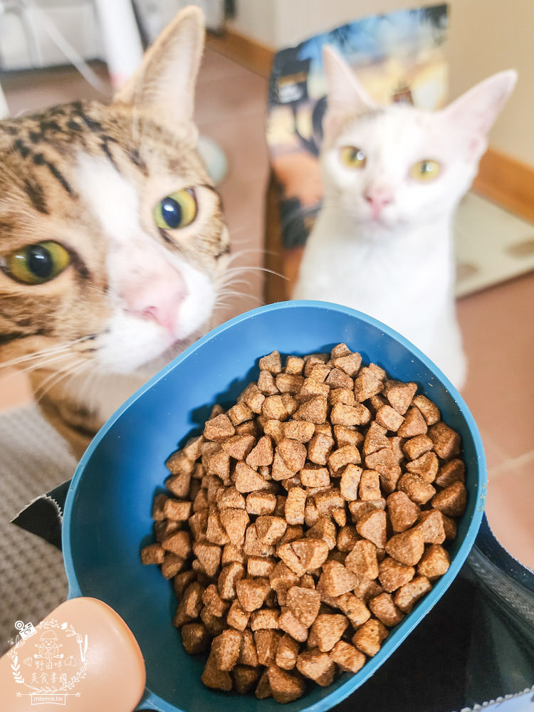 2024飼料推薦[王品寵物安柏希雅飼料評價]適口性極高的低敏無穀飼料貓糧推薦!