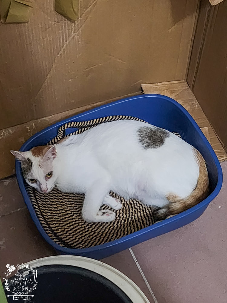 2024飼料推薦[王品寵物安柏希雅飼料評價]適口性極高的低敏無穀飼料貓糧推薦!
